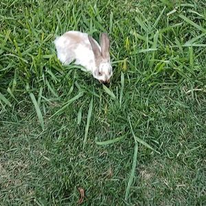 Meet your Posher, Irving